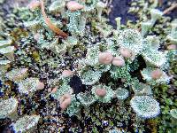 Cladonia chlorophaea image