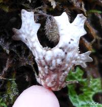 Lobaria pulmonaria image