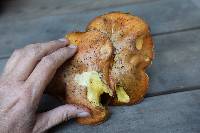 Suillus pungens image