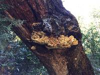 Laetiporus conifericola image