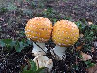 Amanita muscaria var. guessowii image