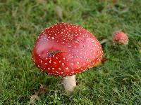 Amanita muscaria image