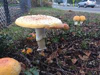 Amanita muscaria image