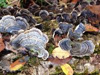 Trametes versicolor image