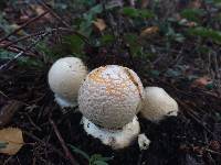 Amanita muscaria var. guessowii image