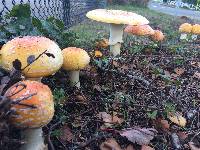 Amanita muscaria image