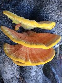 Laetiporus gilbertsonii image