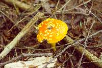 Amanita flavoconia image