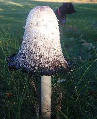 Coprinus comatus image