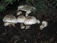 Agaricus xanthodermus image