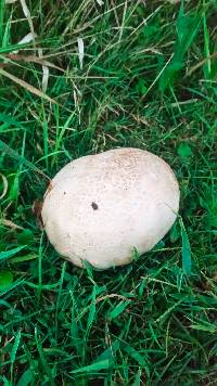 Calvatia gigantea image