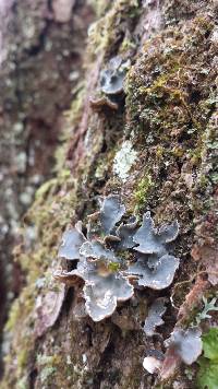 Lobaria scrobiculata image