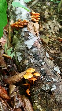 Mycena leaiana image