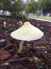 Leucocoprinus birnbaumii image