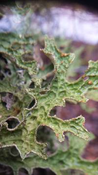 Lobaria pulmonaria image