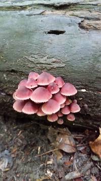 Mycena haematopus image