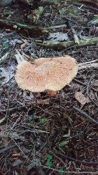 Suillus pictus image