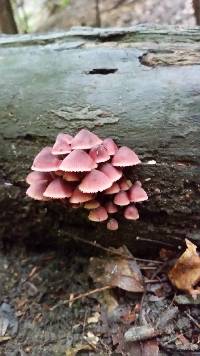 Mycena haematopus image