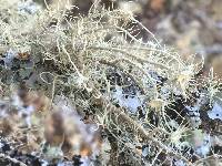 Usnea intermedia image