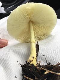 Leucocoprinus birnbaumii image