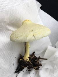 Leucocoprinus birnbaumii image