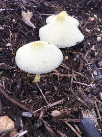 Leucocoprinus birnbaumii image