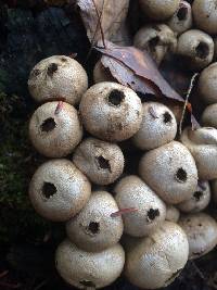 Lycoperdon pyriforme image