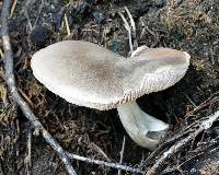 Pluteus cervinus image