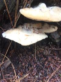 Ganoderma applanatum image