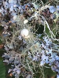 Usnea intermedia image