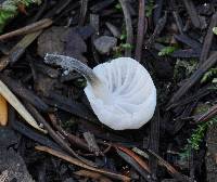 Hemimycena candida image