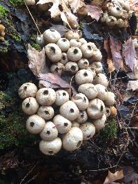 Lycoperdon pyriforme image