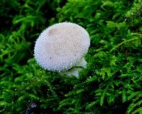 Lycoperdon perlatum image