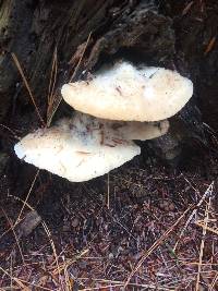 Ganoderma applanatum image