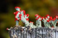 Cladonia cristatella image