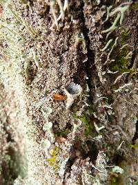 Cladonia chlorophaea image