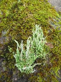 Cladonia squamosa image