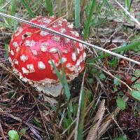 Amanita muscaria image