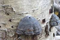 Fomes fomentarius image