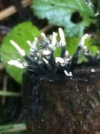 Xylaria hypoxylon image