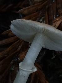 Lepiota rubrotinctoides image