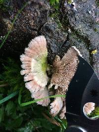 Schizophyllum commune image