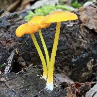 Pluteus chrysophlebius image