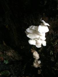 Hemimycena candida image