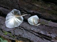 Hemimycena candida image