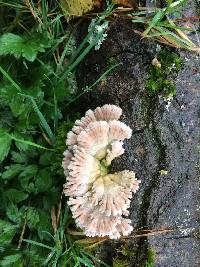 Schizophyllum commune image