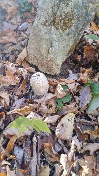 Coprinus comatus image