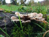 Schizophyllum commune image