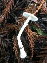 Lepiota rubrotinctoides image