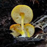 Pluteus chrysophlebius image